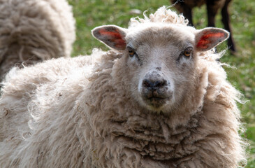 A white sheep in a field.
