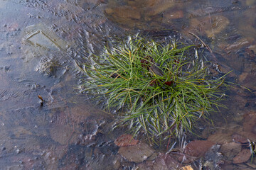 Eisfläche mit Gras und Struktur