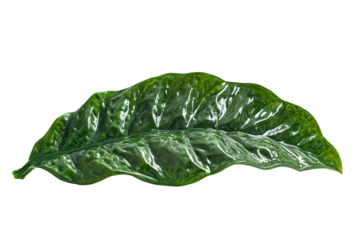 Lush, glossy green leaf with detailed veins against a stark transparent background, showcasing nature's intricate design