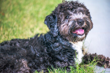 Portrait of a Maltipoo Dog