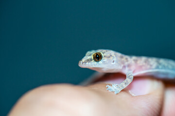 Macro Photo of a Hemidactylus turcicus in Hand