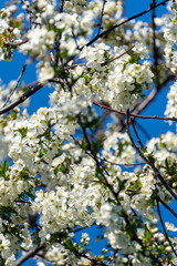 Blossoming fruit tree against blue background