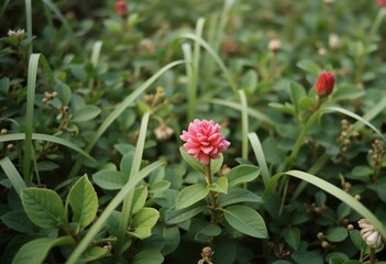 Serene Bloom: Delicate pink flower stands out amidst verdant foliage, captured in a soft focus, invoking tranquility and nature's subtle beauty.