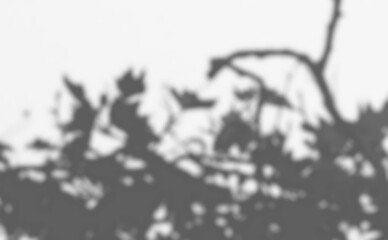 Tree shadow and light of leaf branch background. Nature leaves tropical jungle tree branch dark shadows and light from sunlight on wall texture for background wallpaper design, shadow overlay effect 