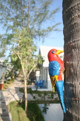 blue and yellow macaw