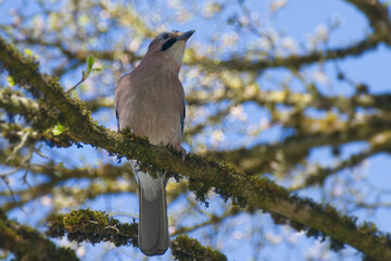 Eurasian Jay (Garrulus glandarius) perched on a tree branch in Zurich, Switzerland