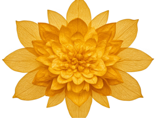 Golden Floral Illustration Isolated on Transparent Background