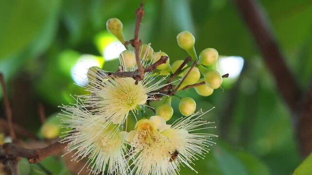 Low angle view of blooming Rose Apple flower moving in the wind with honey bees walking and flying.