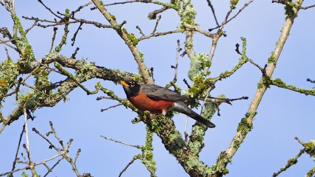 Close-Up: Robin Drinking Dewdrops - Lichen on Oak tree