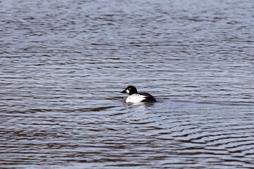 Side view of male common goldeneye seen swimming in the St. Laurence River near the Island of...