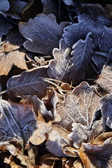 Frozen oak leaves with hoarfrost create a natural texture and convey the atmosphere of a cold morning. Natural colours, details and texture highlight the seasonality and fragile beauty of nature.