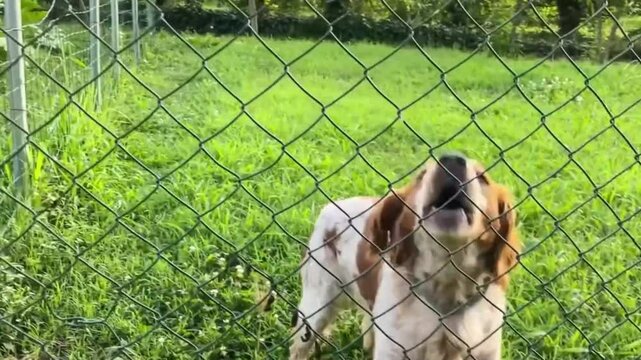 Hund hinter einem Zaun
