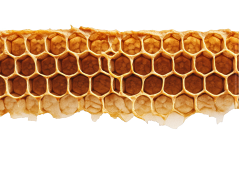 Honeycomb Section Isolated On Transparent Background Macro Detail Photo