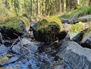 A moss covered rock in the middle of a stream in the woods