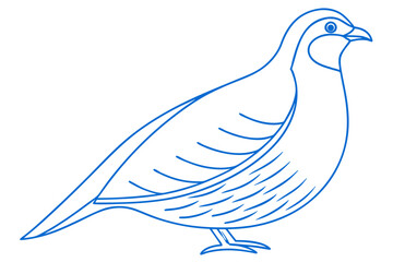 Detailed Blue Line Art Of A Partridge Bird On White Background Design
