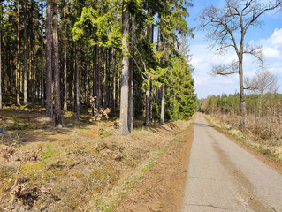 A dirt road in the middle of a wooded area with trees