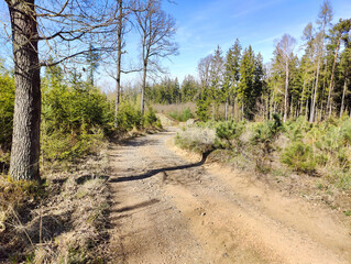 A dirt road in the middle of a wooded area