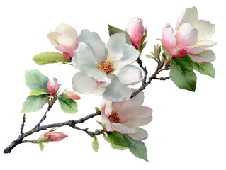 Obraz premium Beautiful magnolia flowers in full bloom.