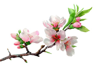 Obraz premium Delicate pink cherry blossom petals reveal beauty.