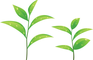 green leaves isolated on white background