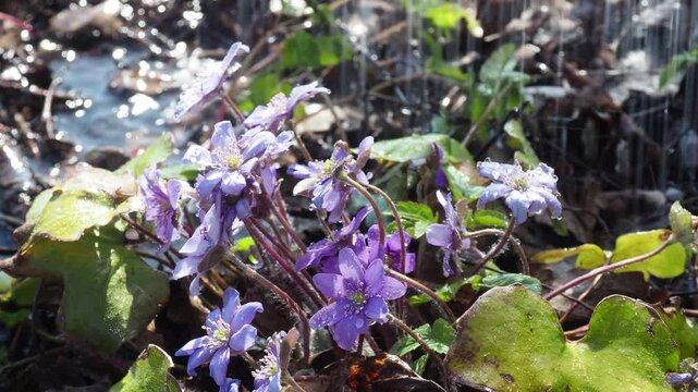 Kidneywort and warm spring rain. Hepatica nobilis in forest. Closeup with blue flowers and raindrops. Nature awakening after winter
