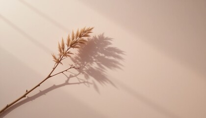 Obraz premium Delicate shadow play of a dried grass stem on a wall minimalist aesthetic indoor natural light artistic concept