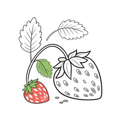 Hand Sketched Strawberry Plant with Leaves and Berries