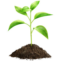 young plant growing from soil