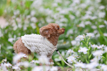 春に咲く白い花とトイ・プードル