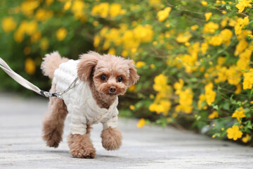 公園を楽しそうに散歩しているトイ・プードル