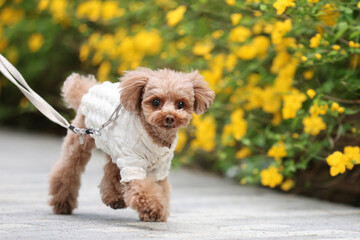 公園を散歩するトイ・プードル