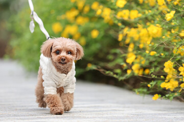 公園を散歩するトイ・プードル