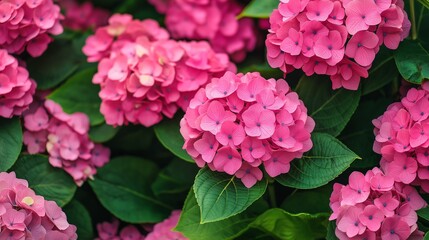 Fototapeta premium close up of pink hydrangea flower 
