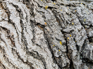 Dry tree bark texture as background