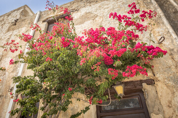 Beautiful flowers on wall at church at Monastery of St. John the Theologian, known as Monastery of Preveli (rebuilt in 1878). Crete, Greece.
