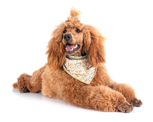 standard poodle in studio