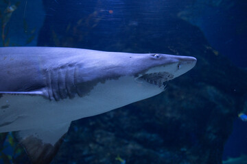 the crystal clear transparent tunnel of an aquarium a white shark swims silently beneath the sea...