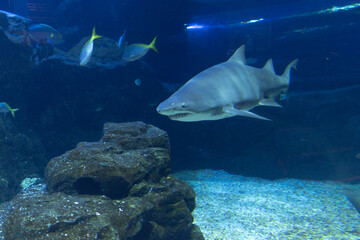 the crystal clear transparent tunnel of an aquarium a white shark swims silently beneath the sea among surrounded by shimmering school of fish