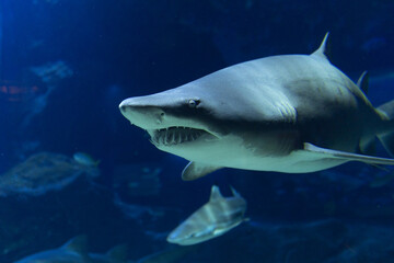 the crystal clear transparent tunnel of an aquarium a white shark swims silently beneath the sea among surrounded by shimmering school of fish