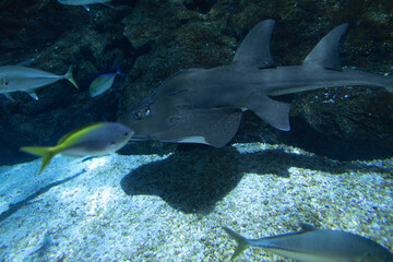 the crystal clear transparent tunnel of an aquarium a white shark swims silently beneath the sea among surrounded by shimmering school of fish