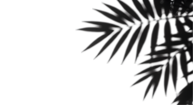 Create Stunning Designs with Transparent Backgrounds,  Mastering Leaf Silhouettes for Digital Art Projects.