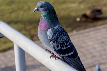 Gołąb (Columba livia) z pomarańczowymi oczami i kolorowymi piórami siedzi na stalowej poręczy. Jego upierzenie charakteryzuje się żywymi, opalizującymi kolorami, szczególnie zielonymi i fioletowymi .