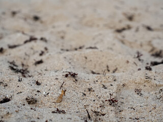 Close-up of beach sand with seaweed and debris