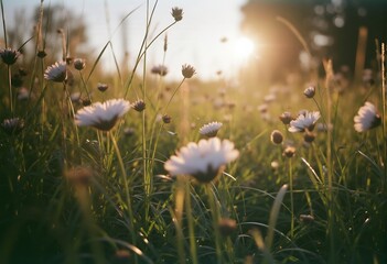 Golden Hour Floral Dream: A serene close-up of wildflowers bathed in the warm glow of the setting sun, creating a dreamlike atmosphere of nature's tranquility.