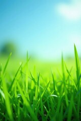Soft green blades of grass in a lush meadow under a bright blue sky, nature, green, landscape