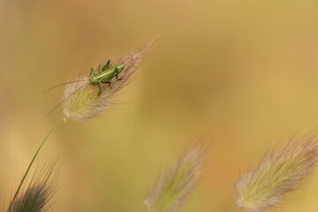 Fototapeta premium un piccolo grillo su un fiore