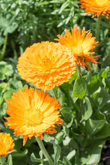 Beautiful Pot Marigold (calendula officinalis) flowers.