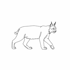 Fototapeta premium Elegant Line Art Drawing of a Lynx Walking