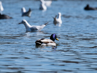 Fototapeta premium ducks on the water