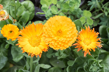 Beautiful Pot Marigold (calendula officinalis) flowers.
